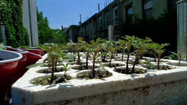 All plants on the roof of 513 Henry Street have been grown from seed. âIf anyone wants help starting their own rooftop garden, weâll help them out,â says Freeman. âWe can even help with supplies, too,â said Cirell. "We have a lot of surplus."
